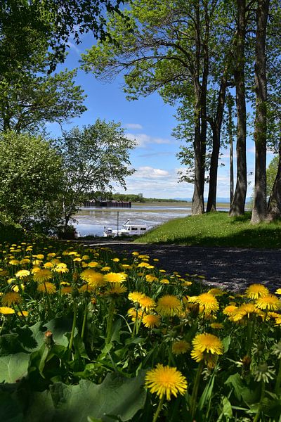 Flowers in the park in spring by Claude Laprise