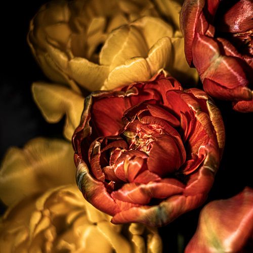 Bijzondere Tulpen van SO fotografie