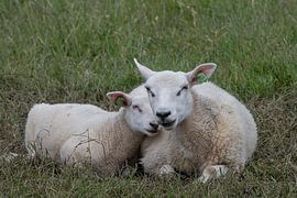 The bond between mother and child by Shirley Douwstra
