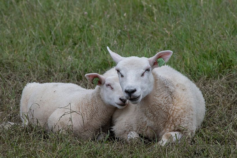 Das Band zwischen Mutter und Kind von Shirley Douwstra