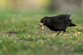 Want some? by Uwe Ulrich Grün