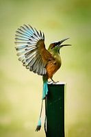 bird