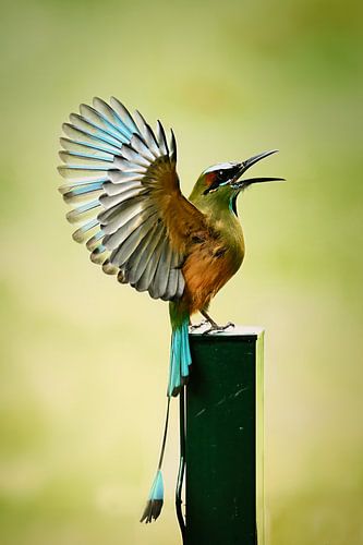 Turquoise-browed Motmot