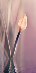 Allium