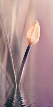 Allium van Violetta Honkisz