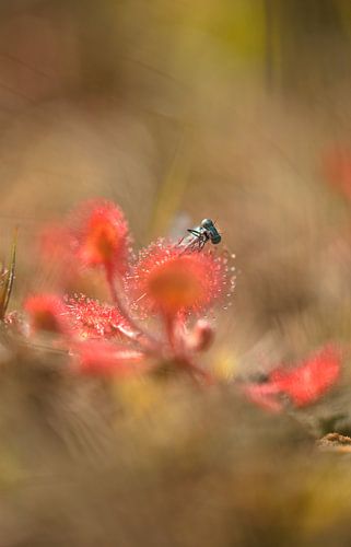 Zonnedauw met juffer