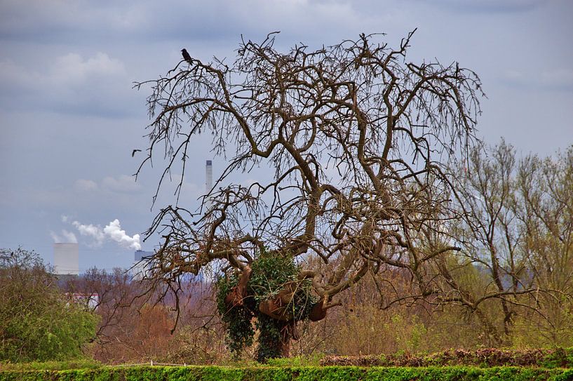 Beauté bizarre des arbres par Edgar Schermaul