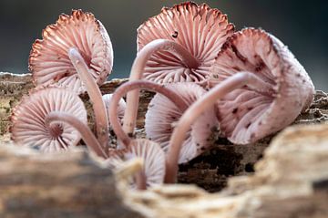Roze paddenstoelen van Lizette de Jonge