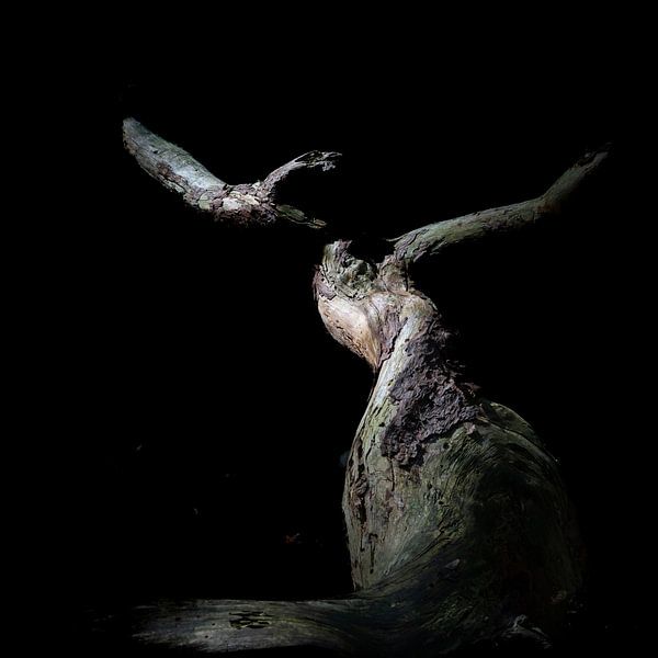 Decaying tree illuminated in darkness by Eugene Winthagen