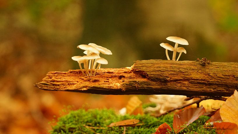 Champignons sur la branche par Mark de Wit Fotografie