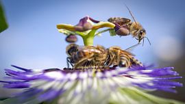Passie is aantrekkelijk sur Sybren Visser