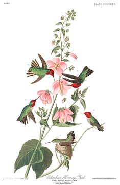 Anna's Kolibrie