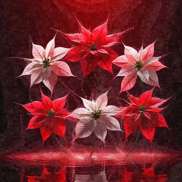 Poinsettias in drop light by Sabine Wagner