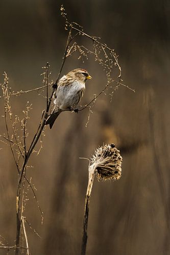 Kleine barmsijs in de split