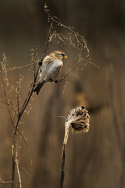 Lesser marsh siskin in the split by Danny Slijfer Natuurfotografie