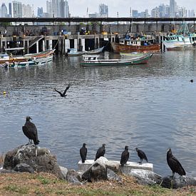 Birds in the city's harbour by Claude Laprise