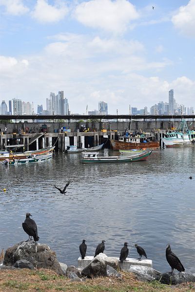 Birds in the city's harbour by Claude Laprise