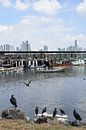 Birds in the city's harbour by Claude Laprise thumbnail