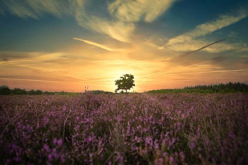 Zonsondergang op de heide
