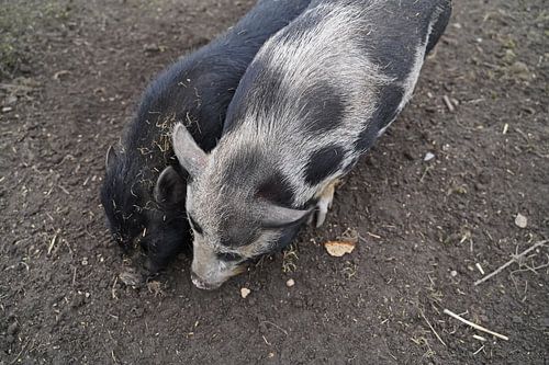 1 jaar oude minivarkens in de tuin