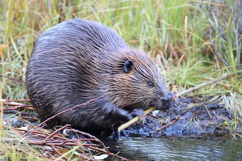 Canadese bever (Castor canadensis) Alaska VS