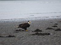 Bald Eagle Katmai - Alaska