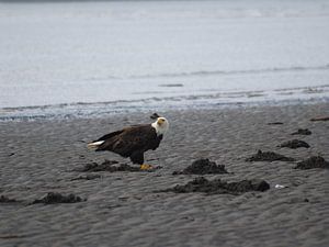 Bald Eagle Katmai - Alaska  by Tonny Swinkels