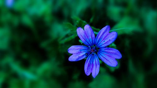 Blaue Blume allein
