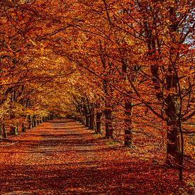 Herfst Kleuren van Bert Heuvels