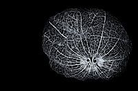 Squelette noir et blanc