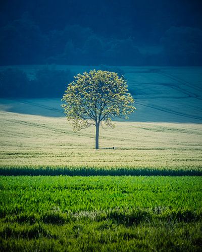 Solitaire dans la lumière