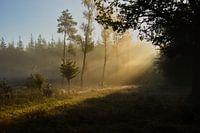 Morning light