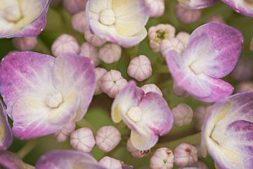 Macro bloemenzeetje van Lonneke Prins