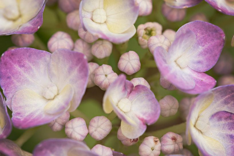 Macro bloemenzeetje von Lonneke Prins