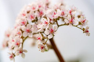 roze wit vetachtige grote bloem van Mel van Schayk