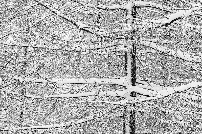 Winter von Gonnie van de Schans