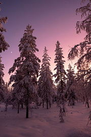 Magischer rosa Abend im winterlichen Lappland von Robbert Frie