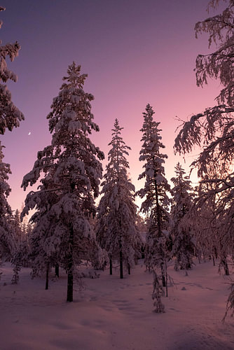 Magical Pink Evening in Winter Lapland