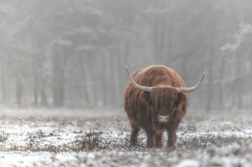Schotse Hooglander in de sneeuw