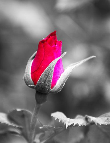 Colored rose in black and white