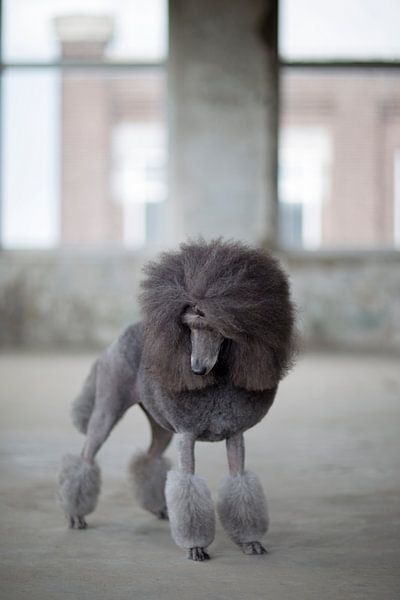 Grauer Pudel von Janine Bekker Photography