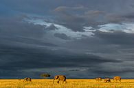 Olifanten op de savanne van jowan iven thumbnail