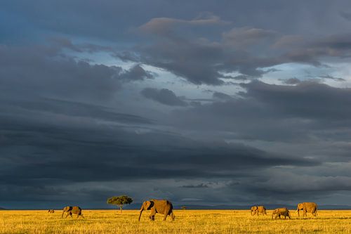 Olifanten op de savanne