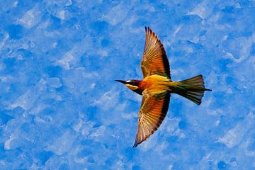 Bee-eater