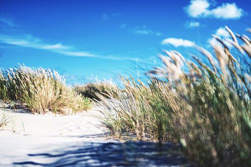 Dune grass in Skagen