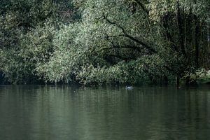 Paysage du Biesbosch