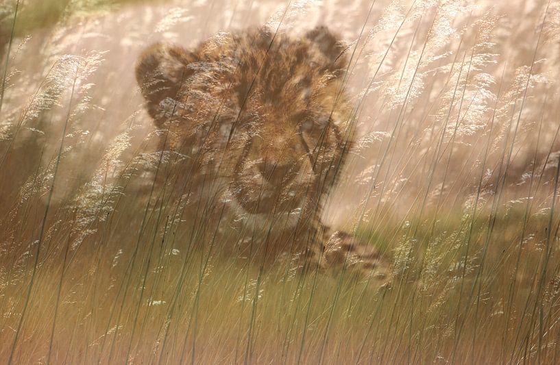 Cheeta-Welpe im Gras von Bobsphotography