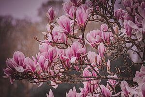 De prachtige Magnolia bloemen in bloei