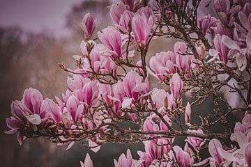 The beautiful Magnolia flowers in bloom by Robby's fotografie