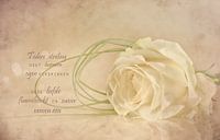 Dreamy rose